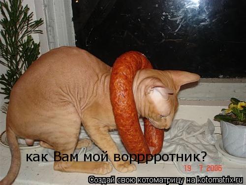 Котоматрица: как Вам мой ворррротник?