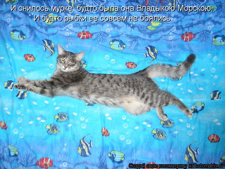 Котоматрица: И снилось мурке, будто была она Владыкою Морскою, И будто рыбки ее совсем не боялись.