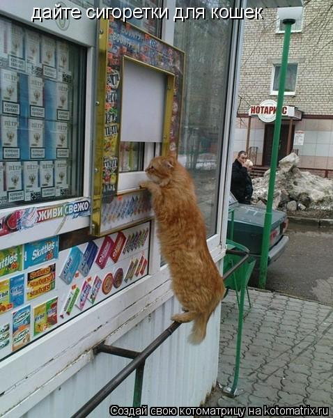 Котоматрица: дайте сигоретки для кошек