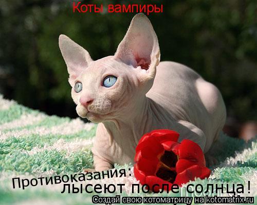 Котоматрица: Коты вампиры Противоказания: лысеют после солнца!