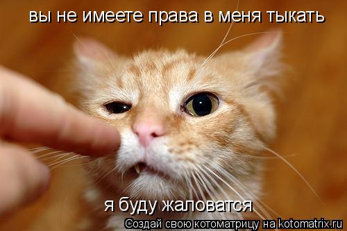 Котоматрица: вы не имеете права в меня тыкать я буду жаловатся