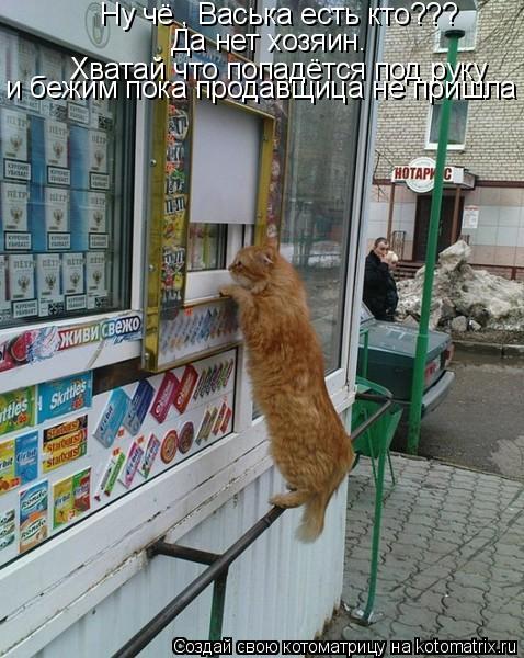 Котоматрица: Ну чё , Васька есть кто??? Да нет хозяин. Хватай что попадётся под руку  и бежим пока продавщица не пришла