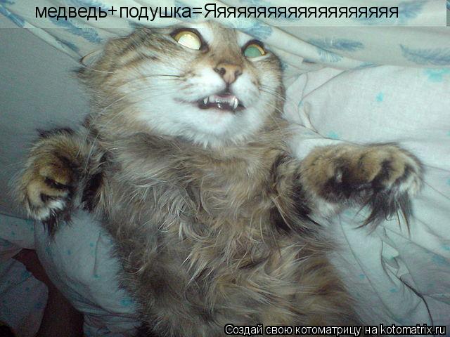 Котоматрица: медведь+подушка=Яяяяяяяяяяяяяяяяяяя