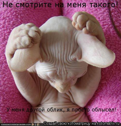 Котоматрица: Не смотрите на меня такого! У меня другой облик, я просто облысел!