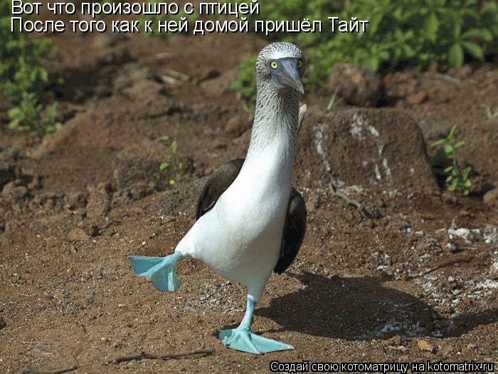 Котоматрица: Вот что произошло с птицей  После того как к ней домой пришёл Тайт