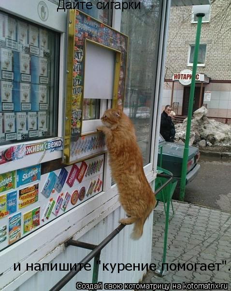 Котоматрица: Дайте сигарки  и напишите "курение помогает".