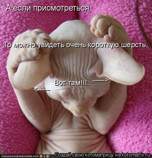 Котоматрица: А если присмотреться, То можно увидеть очень короткую шерсть, -----> <----- Вот там!!!