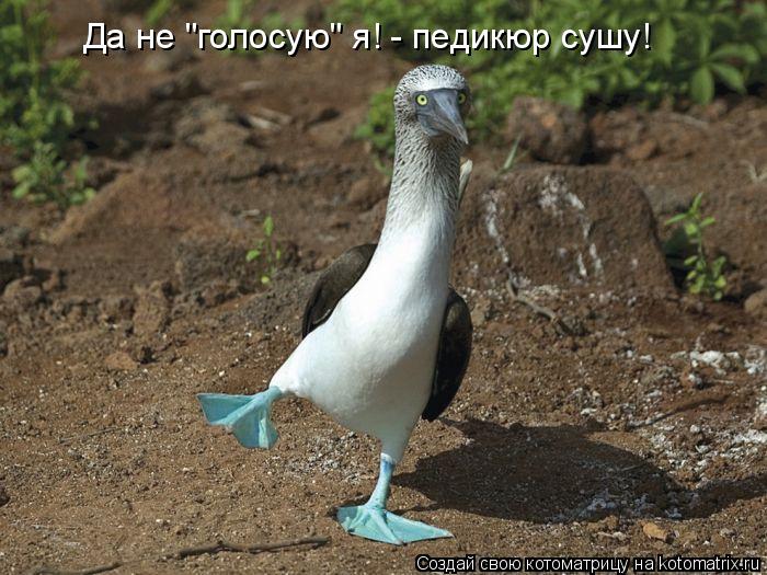Котоматрица: Да не "голосую" я! - педикюр сушу!