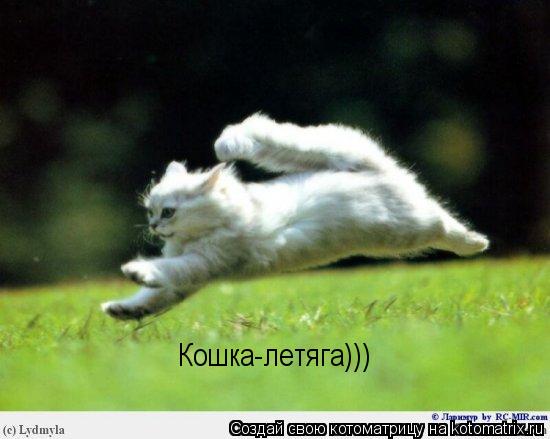 Котоматрица: Кошка-летяга)))