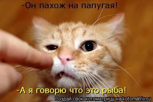 Котоматрица: -Он пахож на папугая! -А я говорю что это рыба!