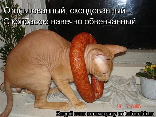 Котоматрица: Окольцованный, околдованный... С колбасою навечно обвенчанный...