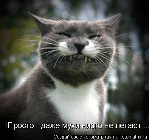Просто - даже мухи низко не летают ...... Котоматрица: Просто - даже мухи низко не летают ...