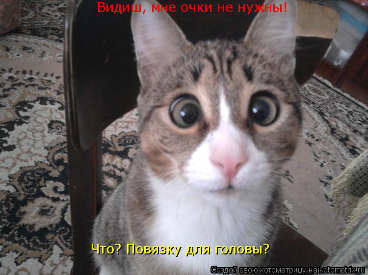 Видиш, мне очки не нужны! Что? Повязку для головы?... Котоматрица: Видиш, мне очки не нужны! Что? Повязку для головы?