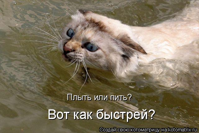 Котоматрица: Плыть или пить? Вот как быстрей?