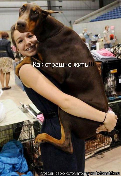 Как страшно жить!!!... Котоматрица: Как страшно жить!!!