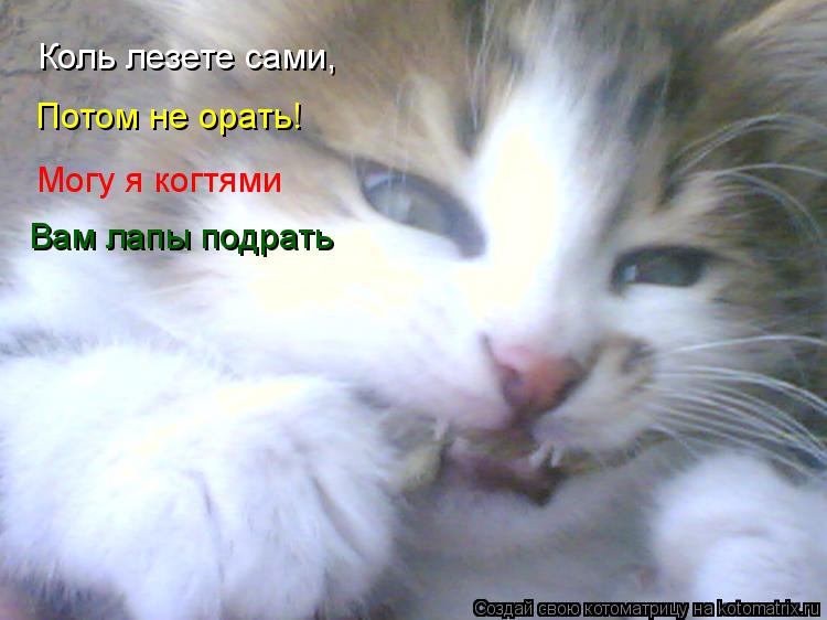 Коль лезете сами, Потом не орать! Могу я когтями Вам лапы подрать... Котоматрица: Коль лезете сами, Потом не орать! Могу я когтями Вам лапы подрать