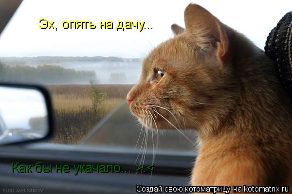 Эх, опять на дачу... Как бы не укачало... >.<... Котоматрица: Эх, опять на дачу... Как бы не укачало... >.<