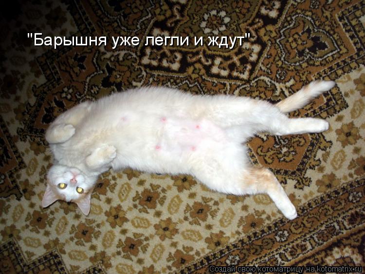 "Барышня уже легли и ждут"... Котоматрица: "Барышня уже легли и ждут"