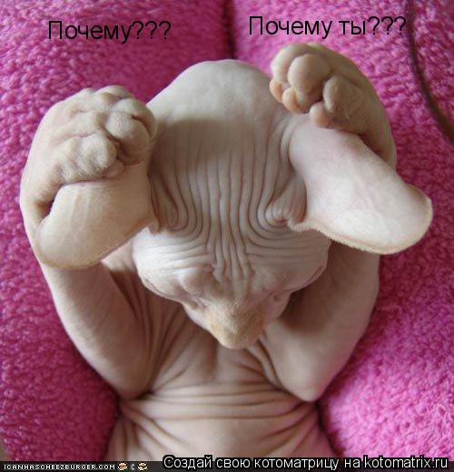 Почему??? Почему ты???... Котоматрица: Почему??? Почему ты???