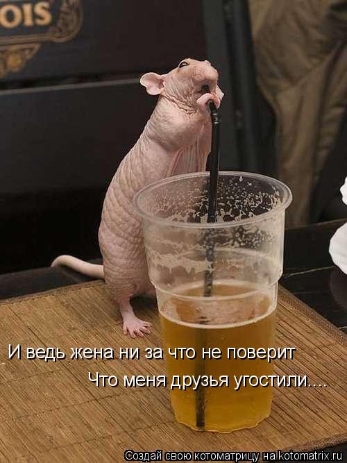 И ведь жена ни за что не поверит Что меня друзья угостили....... Котоматрица: И ведь жена ни за что не поверит Что меня друзья угостили....