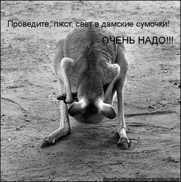 Проведите, пжст, свет в дамские сумочки! ОЧЕНЬ НАДО!!!... Котоматрица: Проведите, пжст, свет в дамские сумочки! ОЧЕНЬ НАДО!!!