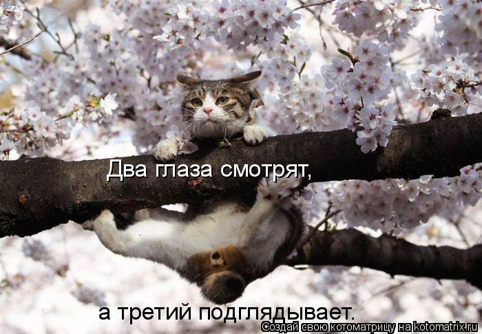 Два глаза смотрят, а третий подглядывает.... Котоматрица: Два глаза смотрят, а третий подглядывает.