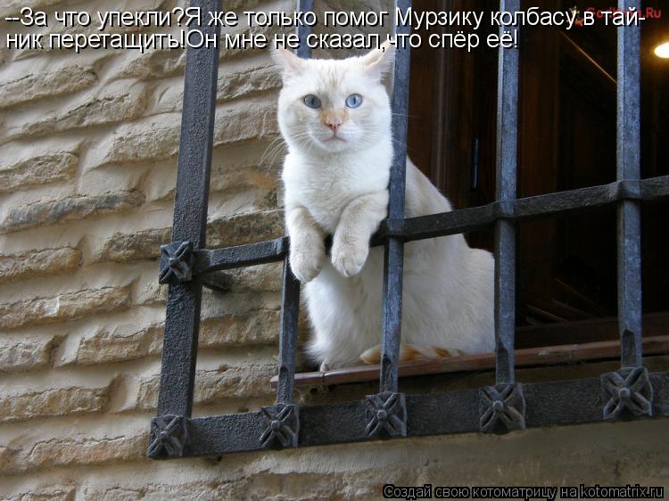 --За что упекли?Я же только помог Мурзику колбасу в тай- ник перетащить!Он мне не сказал,что спёр её!... Котоматрица: --За что упекли?Я же только помог Мурзику колбасу в тай- ник перетащить!Он мне не сказал,что спёр её!