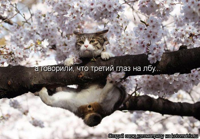 а говорили, что третий глаз на лбу...... Котоматрица: а говорили, что третий глаз на лбу...