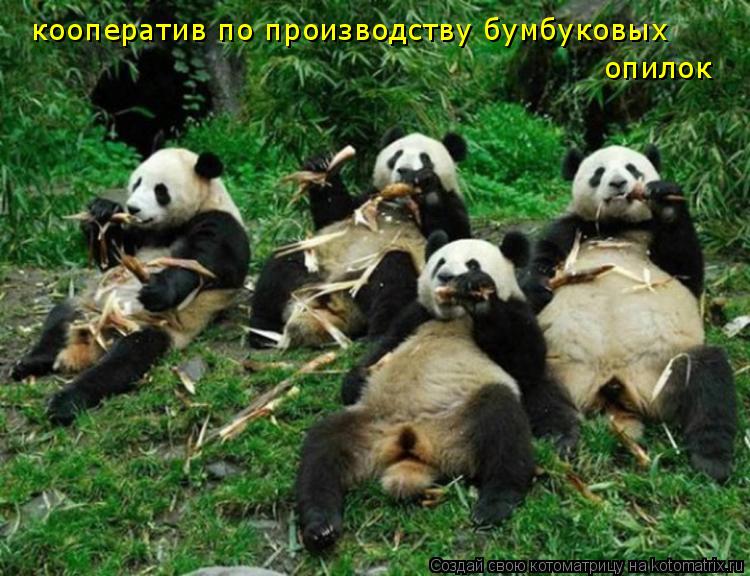 кооператив по производству бумбуковых опилок... Котоматрица: кооператив по производству бумбуковых опилок