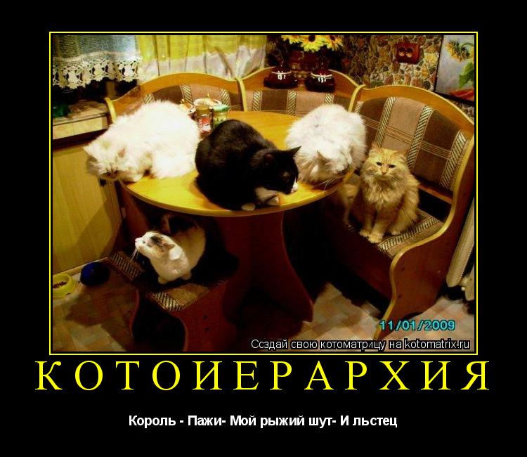 КотоИерархия Король - Пажи- Мой рыжий шут- И льстец... Котоматрица: КотоИерархия Король - Пажи- Мой рыжий шут- И льстец