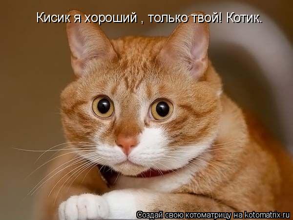 Кисик я хороший , только твой! Котик.... Котоматрица: Кисик я хороший , только твой! Котик.