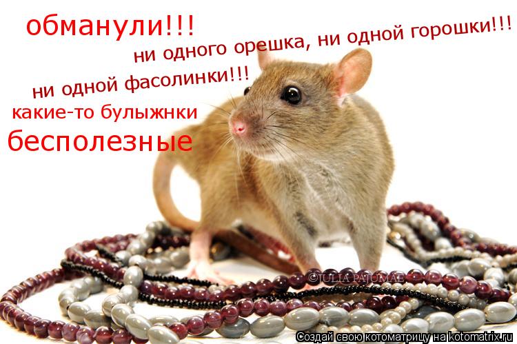 обманули!!! ни одной фасолинки!!! какие-то булыжнки бесполезные ни одного орешка, ни одной горошки!!!... Котоматрица: обманули!!! ни одной фасолинки!!! какие-то булыжнки бесполезные ни одного орешка, ни одной горошки!!!
