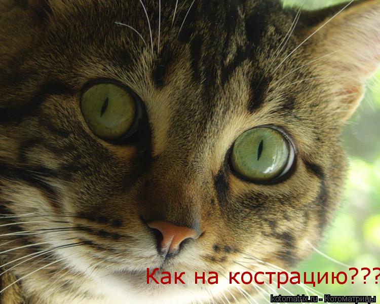 Как на кострацию???... Котоматрица: Как на кострацию???