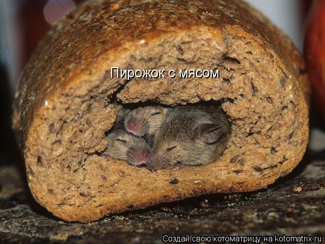 Пирожок с мясом... Котоматрица: Пирожок с мясом