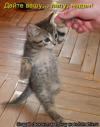 Дайте вашу... лапу, мадам!... Котоматрица: Дайте вашу... лапу, мадам!