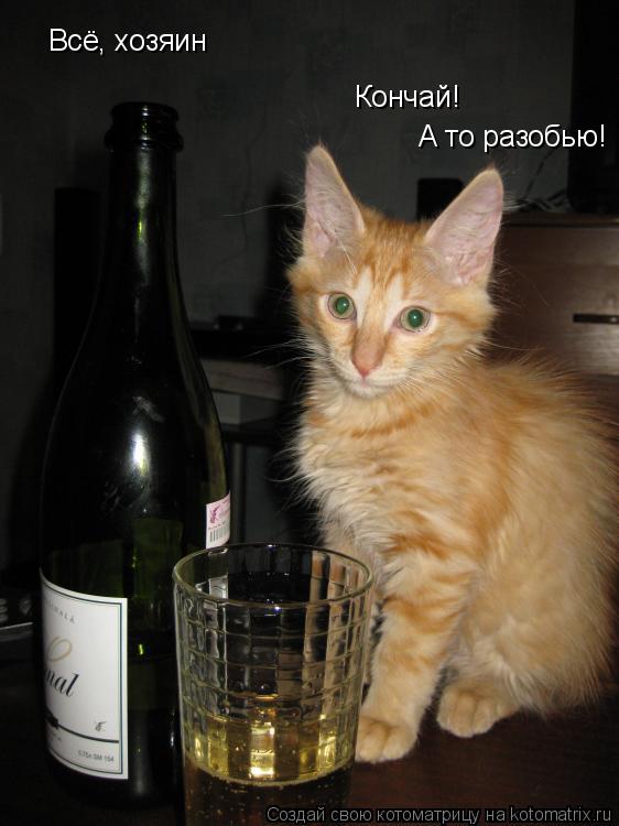 Всё, хозяин Кончай! А то разобью!... Котоматрица: Всё, хозяин Кончай! А то разобью!