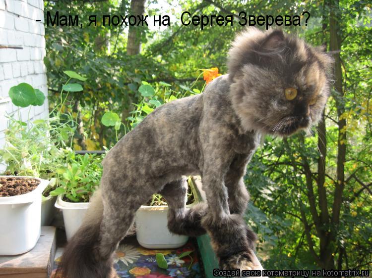 - Мам, я похож на Сергея Зверева?... Котоматрица: - Мам, я похож на Сергея Зверева?