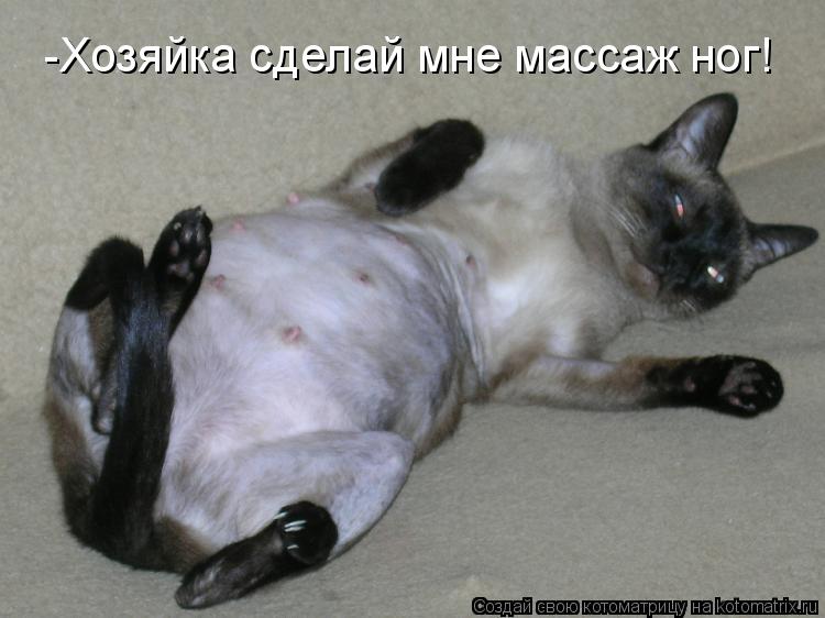 -Хозяйка сделай мне массаж ног!... Котоматрица: -Хозяйка сделай мне массаж ног!