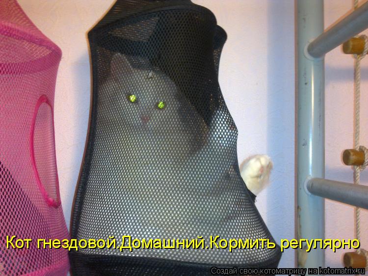 Кот гнездовой.Домашний.Кормить регулярно... Котоматрица: Кот гнездовой.Домашний.Кормить регулярно