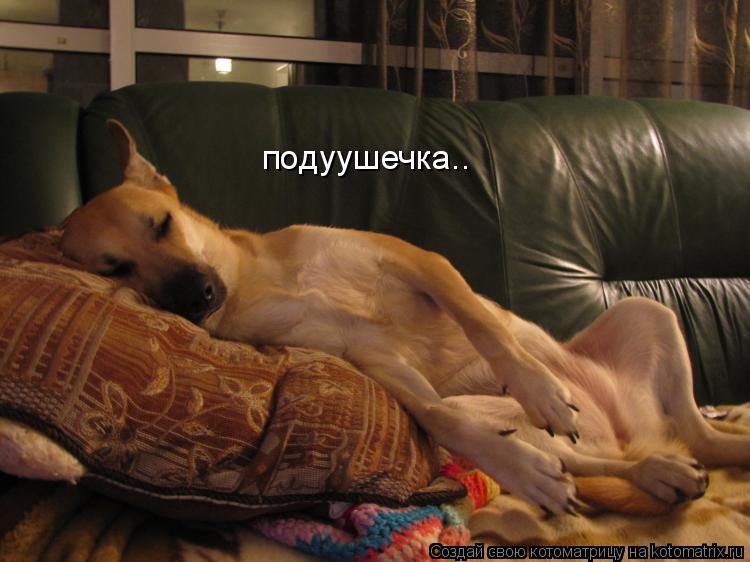 подуушечка..... Котоматрица: подуушечка..