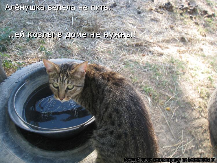 Алёнушка велела не пить.. ..ей козлы в доме не нужны!... Котоматрица: Алёнушка велела не пить.. ..ей козлы в доме не нужны!