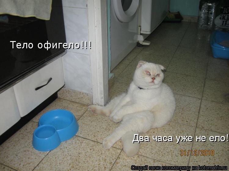 Два часа уже не ело! Тело офигело!!!... Котоматрица: Два часа уже не ело! Тело офигело!!!