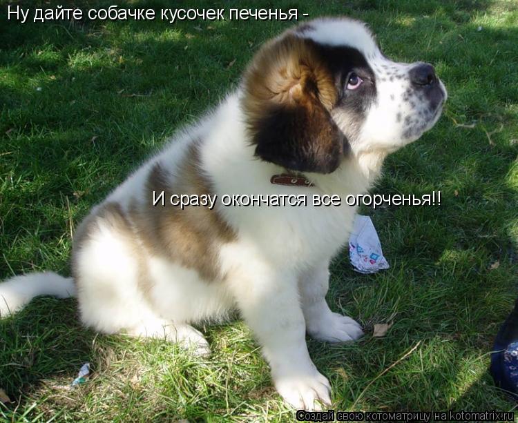 Ну дайте собачке кусочек печенья - И сразу окончатся все огорченья!!... Котоматрица: Ну дайте собачке кусочек печенья - И сразу окончатся все огорченья!!