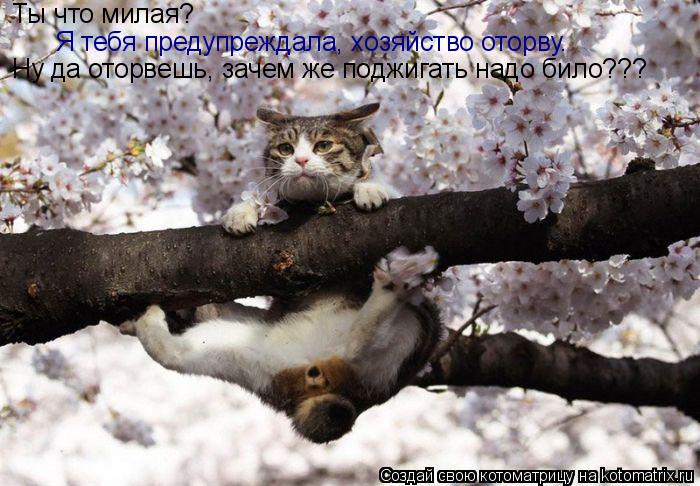 Ты что милая? Я тебя предупреждала, хозяйство оторву. Ну да оторвешь, зачем же поджигать надо било???... Котоматрица: Ты что милая? Я тебя предупреждала, хозяйство оторву. Ну да оторвешь, зачем же поджигать надо било???