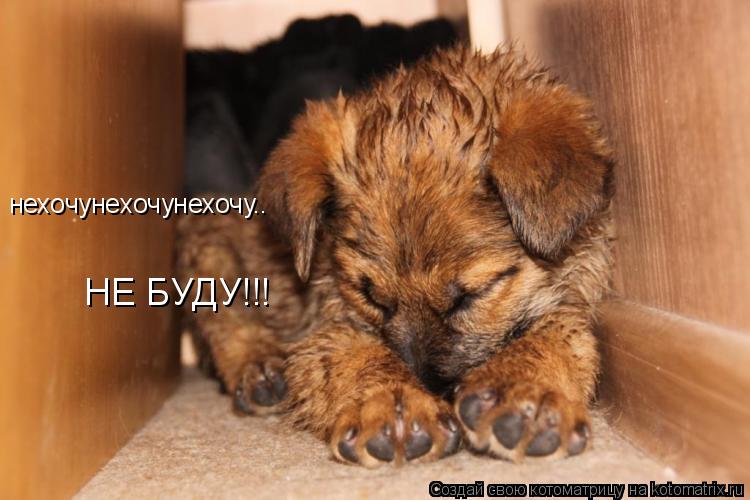 нехочунехочунехочу.. НЕ БУДУ!!!... Котоматрица: нехочунехочунехочу.. НЕ БУДУ!!!