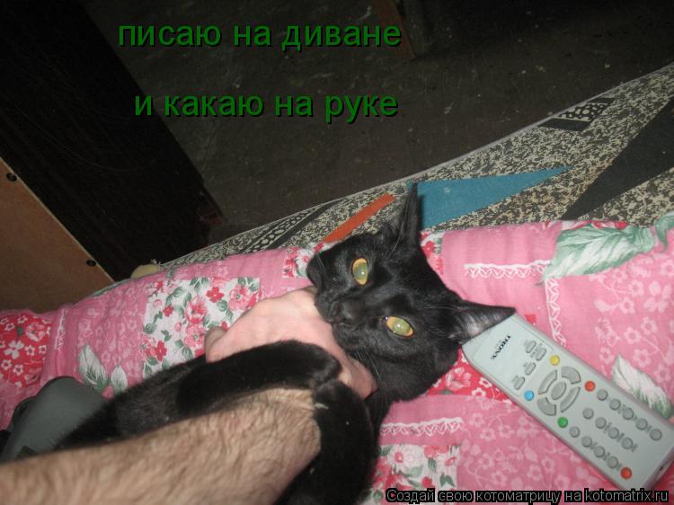 писаю на диване и какаю на руке... Котоматрица: писаю на диване и какаю на руке