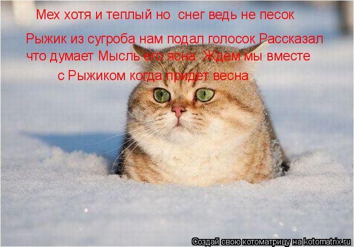 Мех хотя и теплый но снег ведь не песок Рыжик из сугроба нам подал голосок Рассказал что думает Мысл... Котоматрица: Мех хотя и теплый но снег ведь не песок Рыжик из сугроба нам подал голосок Рассказал что думает Мысль его ясна Ждем мы вместе с Рыжиком ког