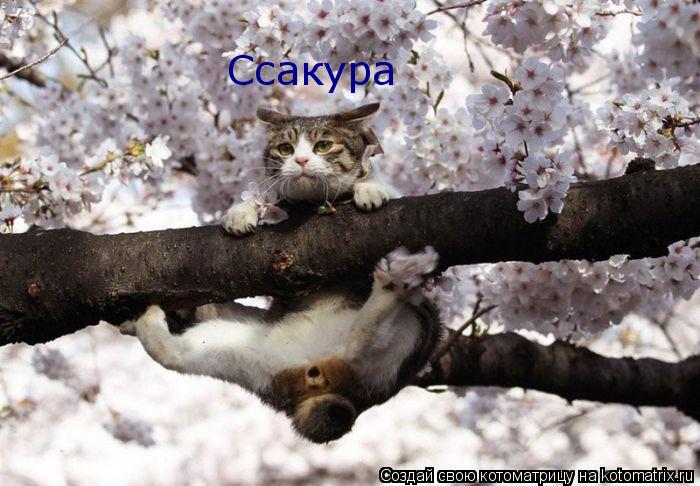 Ссакура... Котоматрица: Ссакура