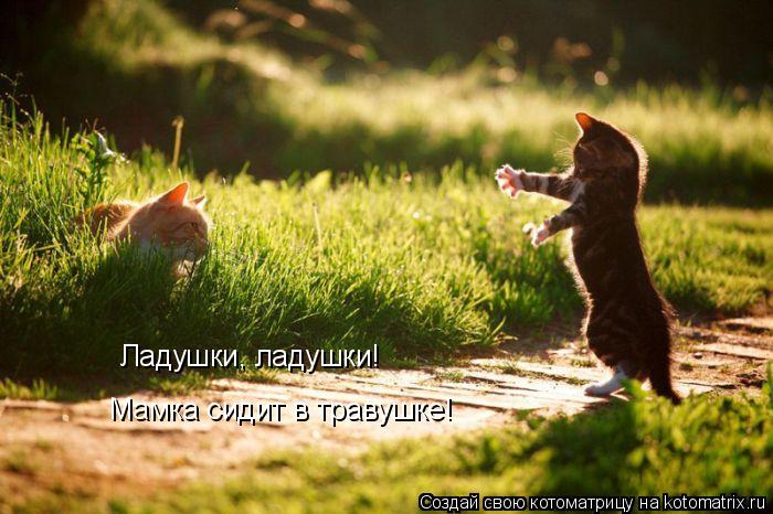 Ладушки, ладушки! Мамка сидит в травушке!... Котоматрица: Ладушки, ладушки! Мамка сидит в травушке!