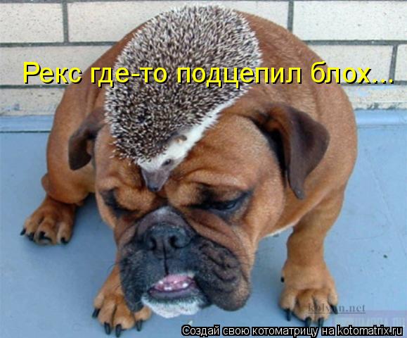 Рекс где-то подцепил блох...... Котоматрица: Рекс где-то подцепил блох...